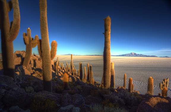 Cactus Island (Uyuni Salt Flats)