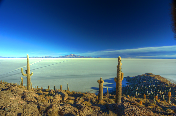 Cactus Island (Uyuni Salt Flats)