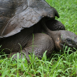 giant_tortoise