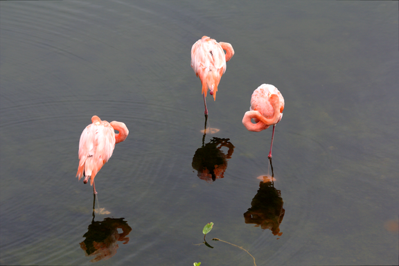 Sleeping Flamingos