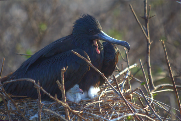 Frigate bird (and baby)
