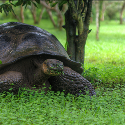 Galapagos