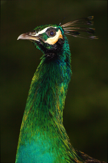 Peacock