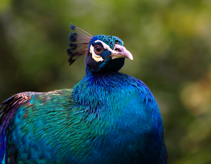 Peacock