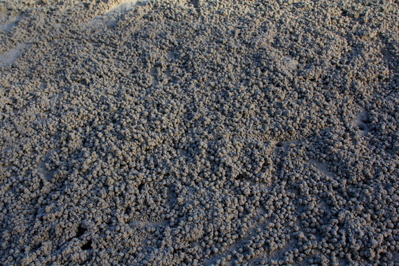 Crab Balls