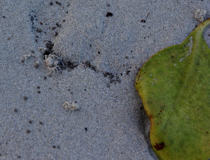 Sand Crab