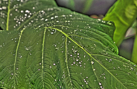 Leaf in Banaue