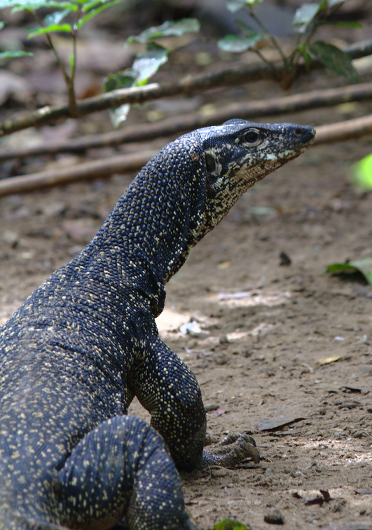 Monitor Lizard