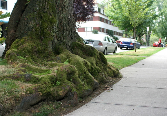 Tree Roots on Jervis