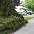 Tree Roots on Jervis