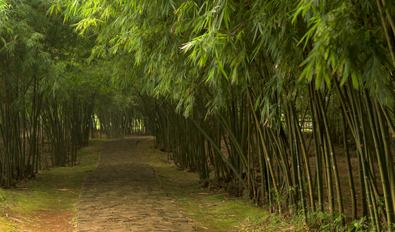 Path Through the Bamboos