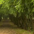 Path Through the Bamboos