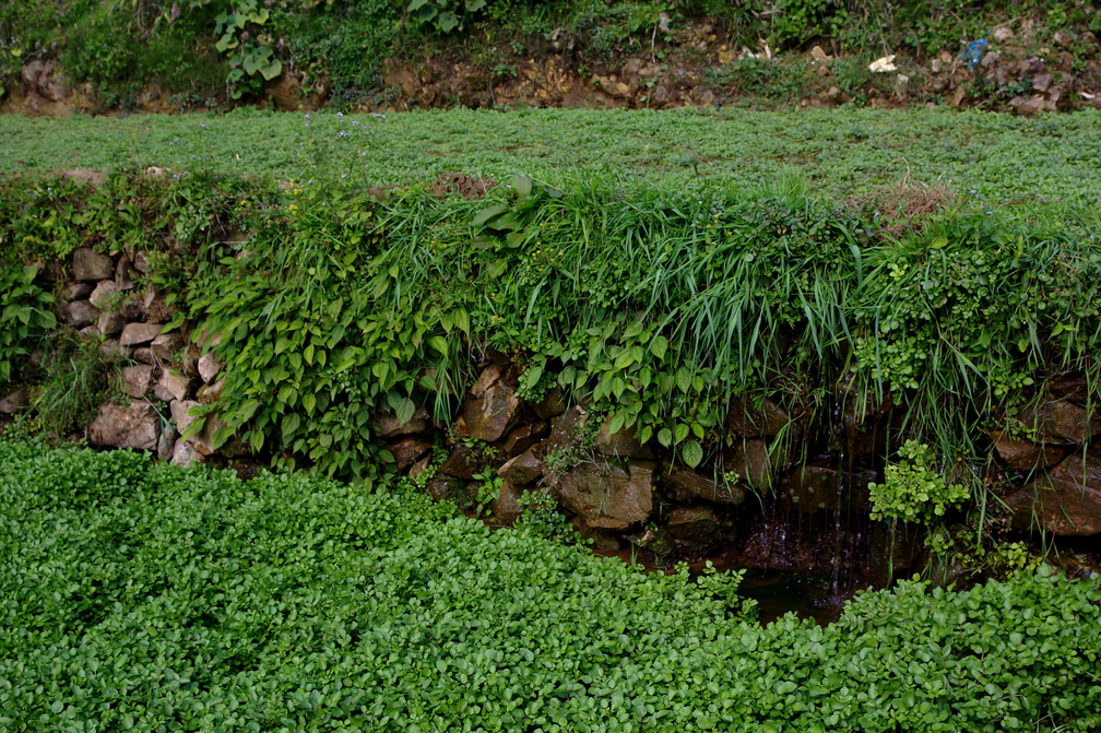 Terrace Close-up