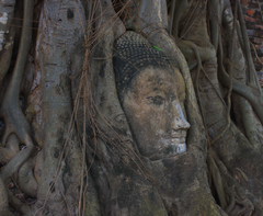 Buddha Head in Banyan Tree