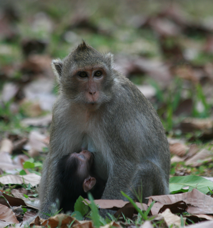 Monkey Village