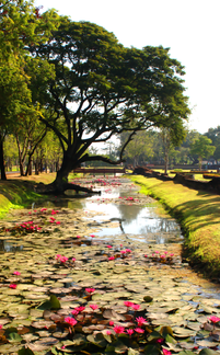 Lotus Flowers