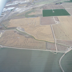 Corn Mazes