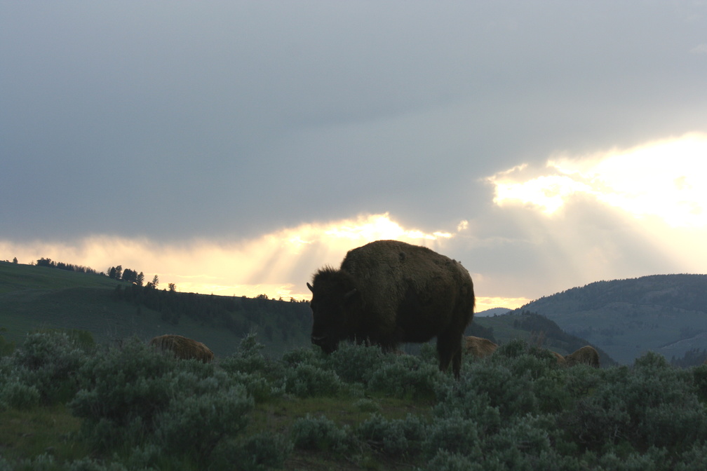 bison_sunset.jpg