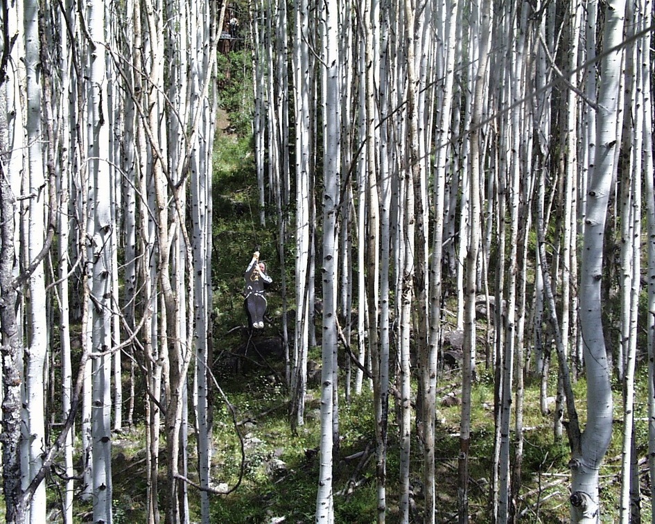 Mom coming through the aspens