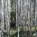 Mom coming through the aspens