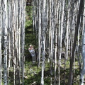 Roger coming through the aspens