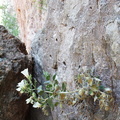 Flower Growing From Canyon Wall