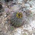 sv_barrell_cactus1.jpg