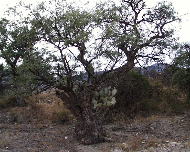 Prickly Mesquite