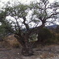 Prickly Mesquite