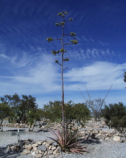Yucca Sentry