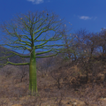 Ceiba tree