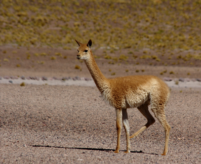 Vicuna