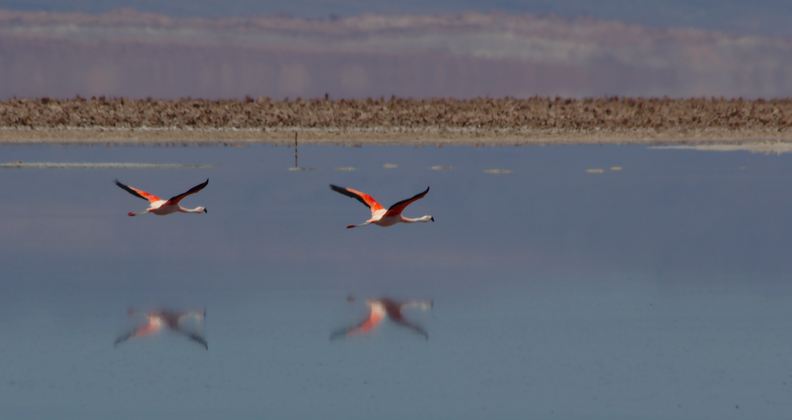 Flamingos