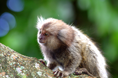 Juvenile Sagui Monkey
