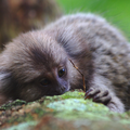 Juvenile Sagui Monkey