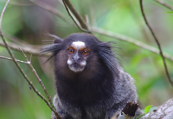 Sagui Monkey