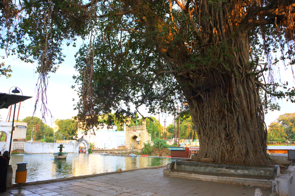 Banyan Tree