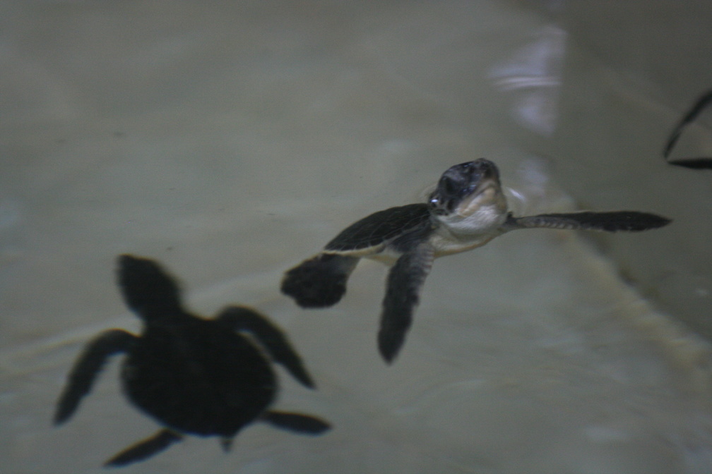 Baby Loggerhead Seaturtles