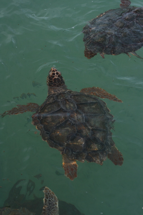 Loggerhead Seaturtle