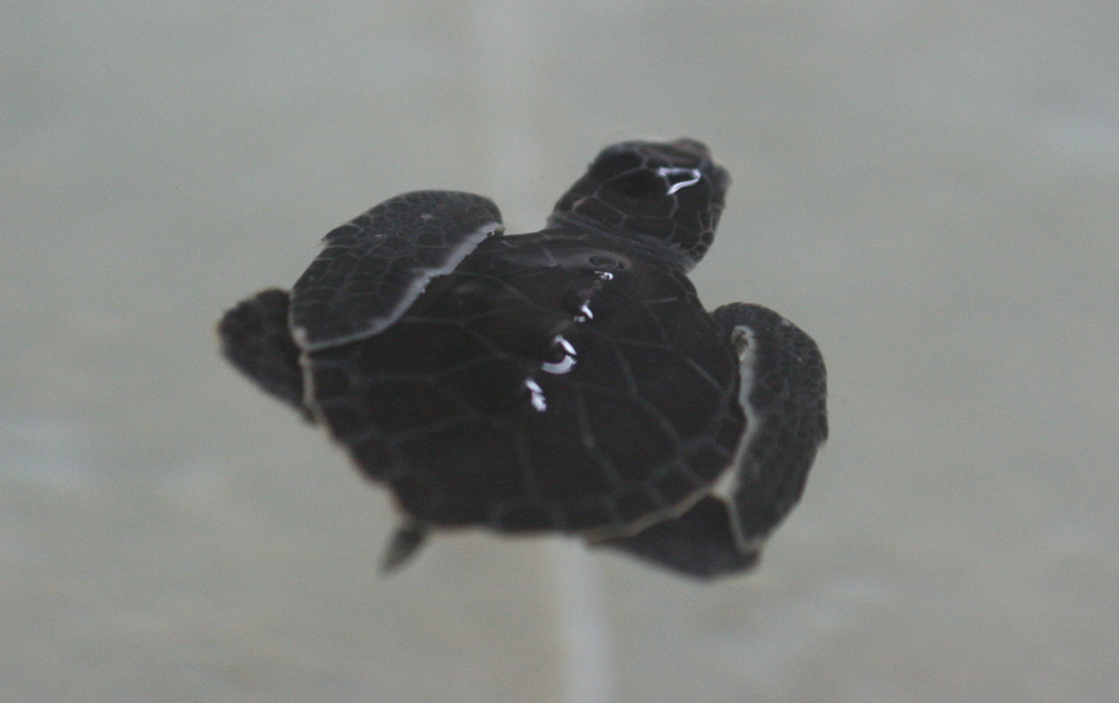 Baby Loggerhead Seaturtles