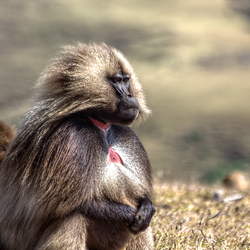 Wildlife