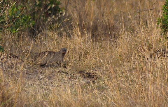 Mongoose