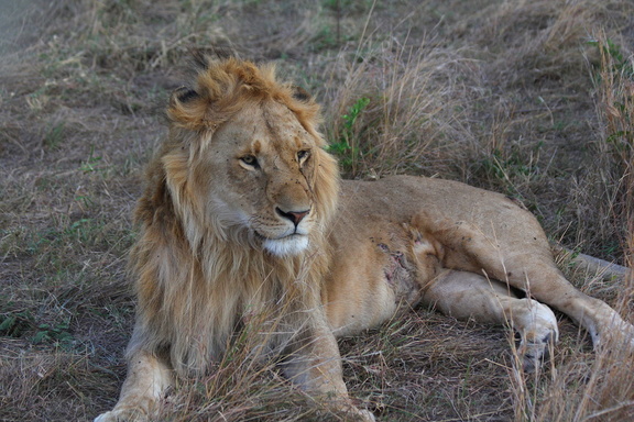 Lion