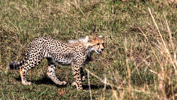 Cheetah