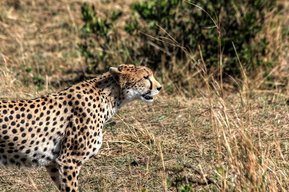 Cheetah