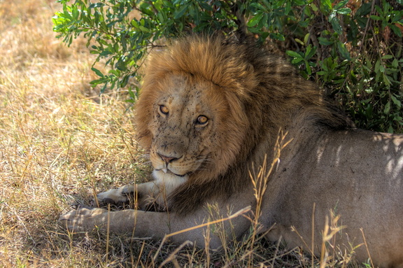 Lion