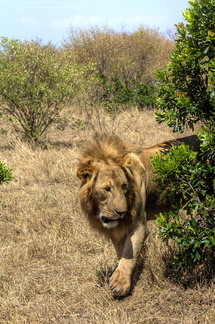 Lion