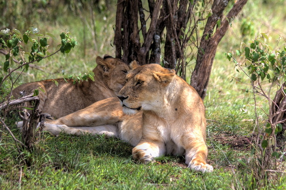 Lion